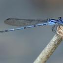 Image of Argia insipida
