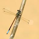 Image of Rhinagrion elopurae