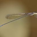 Image of Drepanoneura muzoni