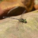 Image of Stylogomphus tantulus