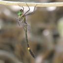 Image of Macromia viridescens