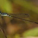 Image of Mortonagrion ceylonicum