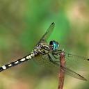 Image of Micrathyria