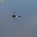 Image of Pseudothemis