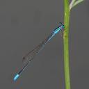 Image of Africallagma elongatum