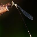 Image of Protosticta kinabaluensis
