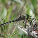Image of Cordulia shurtleffii
