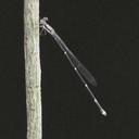 Image of Protoneura viridis