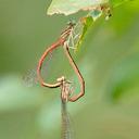 Image of Platycnemis acutipennis