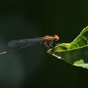 Image of Tigriagrion aurantinigrum
