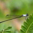 Image of Agriocnemis maclachlani