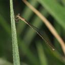 Image of Eurysticta coomalie