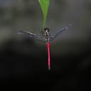 Image of Agrionoptera cardinalis