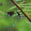 Image of Orolestes selysi
