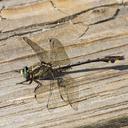 Image of Gomphurus septima