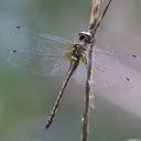 Image of Hemicordulia africana