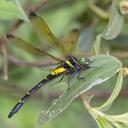 Image of Chlorogomphus auratus