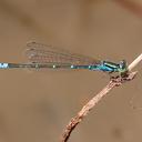 Image of Paracercion sieboldii
