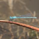 Image of Paracercion plagiosum