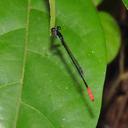 Image of Mortonagrion stygium