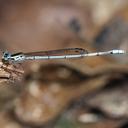 Image of Mortonagrion martini