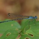 Image of Platycnemis echigoana