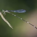 Image of Protosticta ngoai