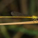 Image of Ceriagrion chromothorax