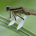 Image of Platycnemis phyllopoda