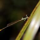 Image of Agriocnemis dobsoni