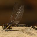 Image of Onychogomphus thienemanni