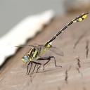 Image of Gomphurus externus