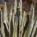 Image of Rhionaeschna caligo