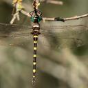 Image of Macromia illinoiensis