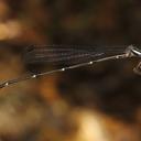 Image of Ceylonosticta anamia