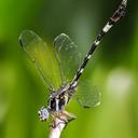 Image of Phyllogomphoides pacificus