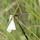 Image of Notogomphus moorei