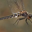 Image of Williamsonia fletcheri