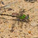 Image of Ophiogomphus smithi