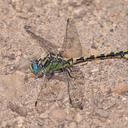Image of Ophiogomphus morrisoni