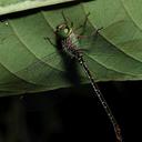 Image of Agyrtacantha dirupta