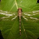 Image of Acrogomphus fraseri