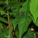 Image of Anisogomphus anderi
