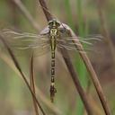 Image of Onychogomphus nigrotibialis