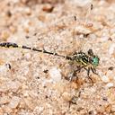 Image of Austrogomphus doddi