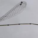 Image of Pseudagrion cyathiforme
