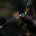 Image of Argiocnemis rubescens