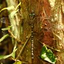 Image of Periaeschna unifasciata