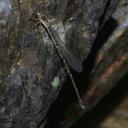 Image of Isosticta robustior