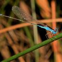 Image of Nehalennia minuta